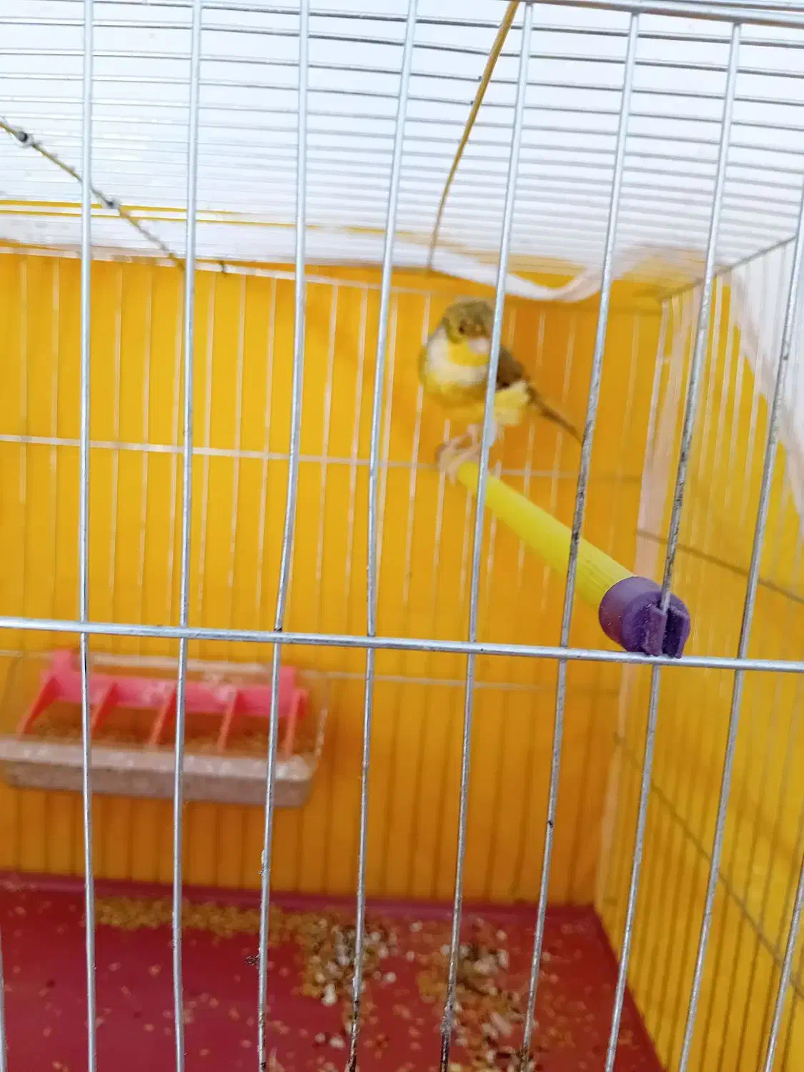 قناری نر کاکلی|پرنده|فولادشهر, مسکن مهر فولادشهر|دیوار