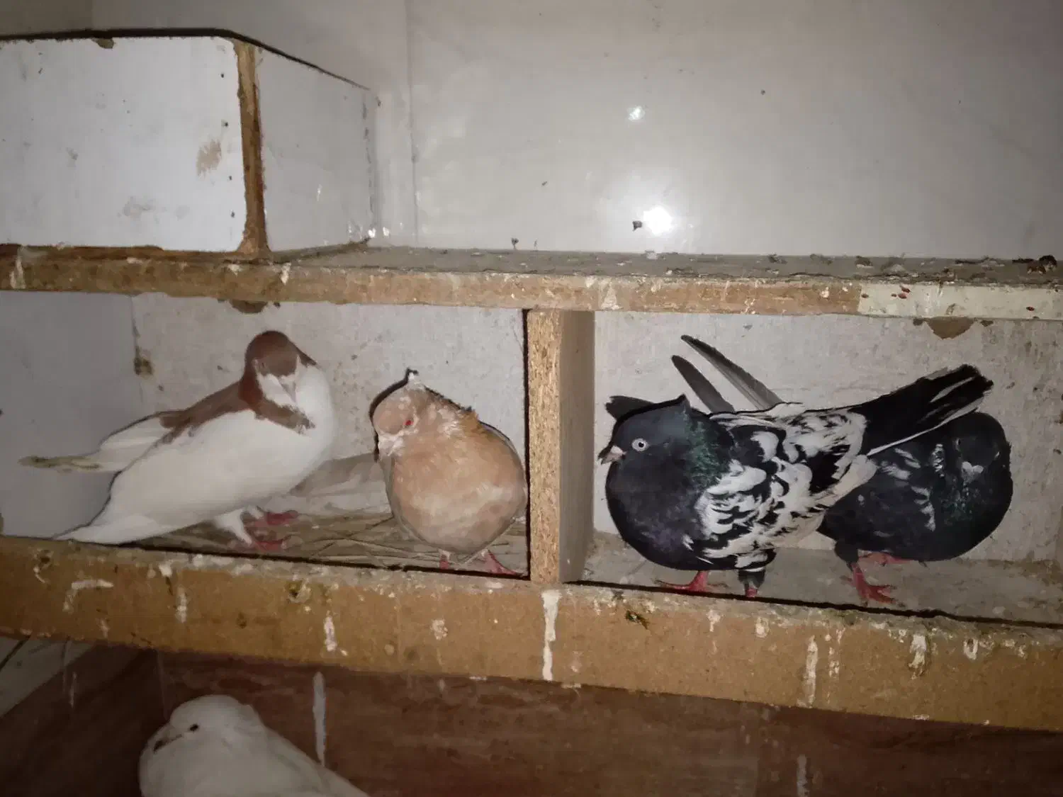 بستان|پرنده|دشت آزادگان, |دیوار