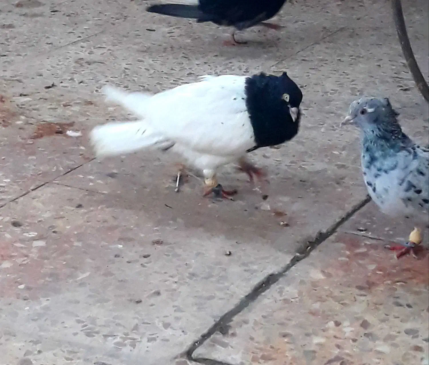 فروش جفت کله سیاه یاهمون کله اهوازی|پرنده|کارون, |دیوار