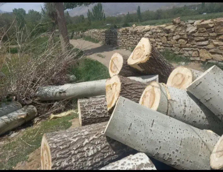 خریدارچوب انواع درختان|خدمات باغبانی و درختکاری|تویسرکان, |دیوار