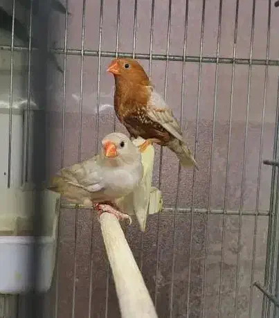 فنچ ماسکت و فنچ و تخم جغدی شکلاتی و اورنج|پرنده|تهران, مینای شمالی (مخبر)|دیوار