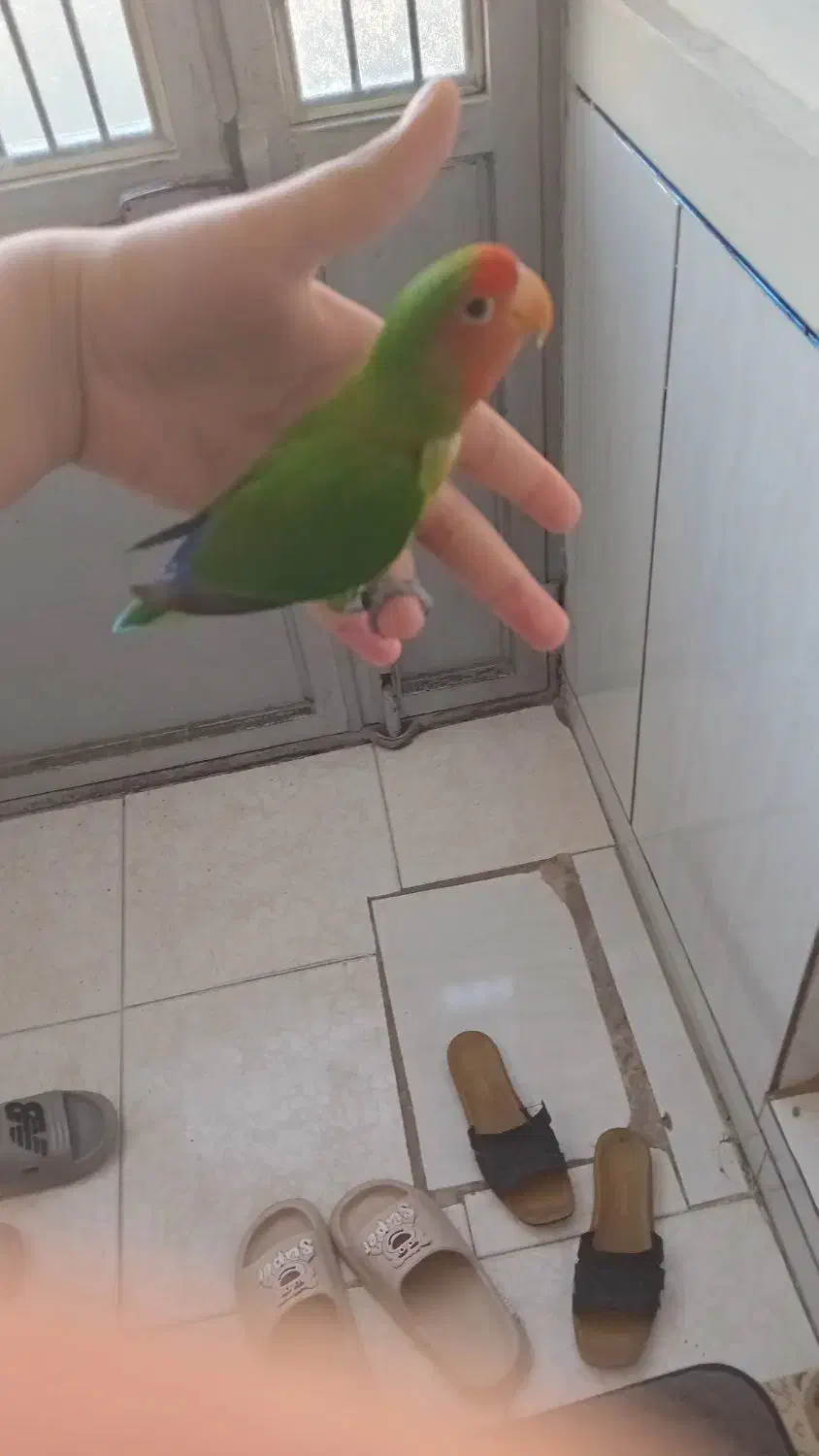 به دلیل کمبوده جاه|پرنده|زیویه, |دیوار