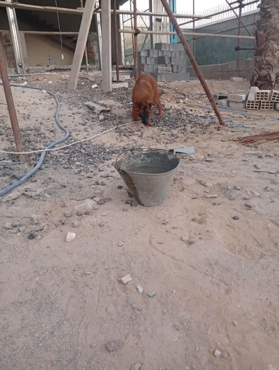 فروش سگ ژرمن|سگ|بوشهر, |دیوار