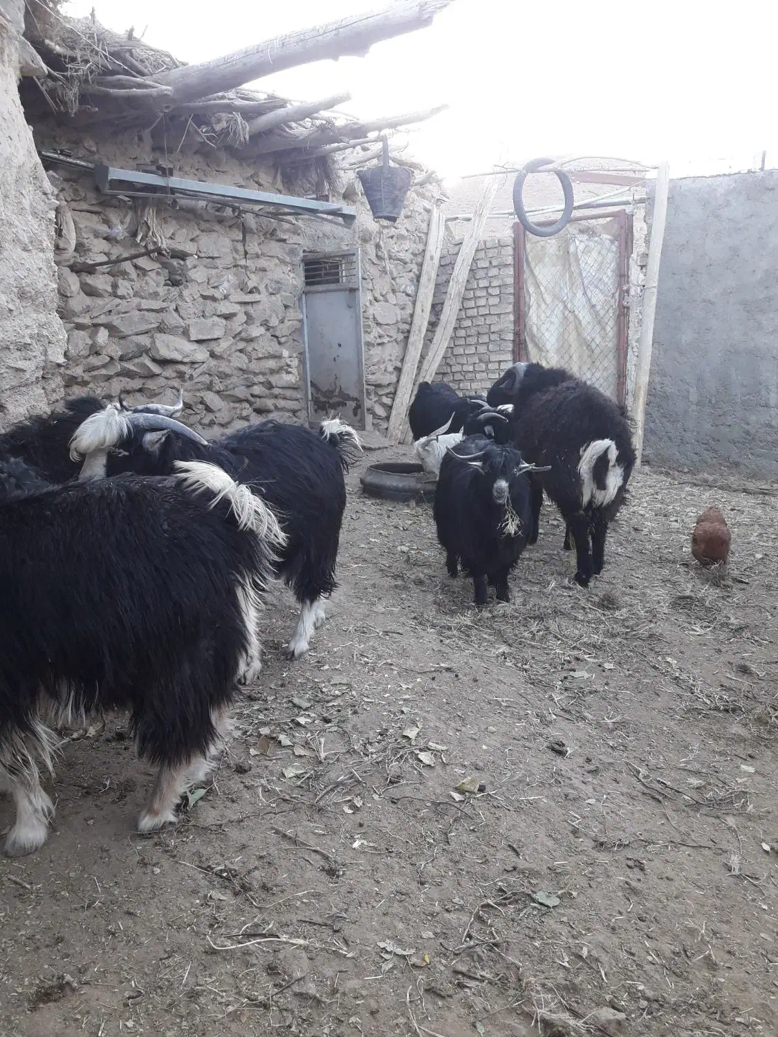 بزغاله چاق محلی|حیوانات مزرعه|مود, |دیوار