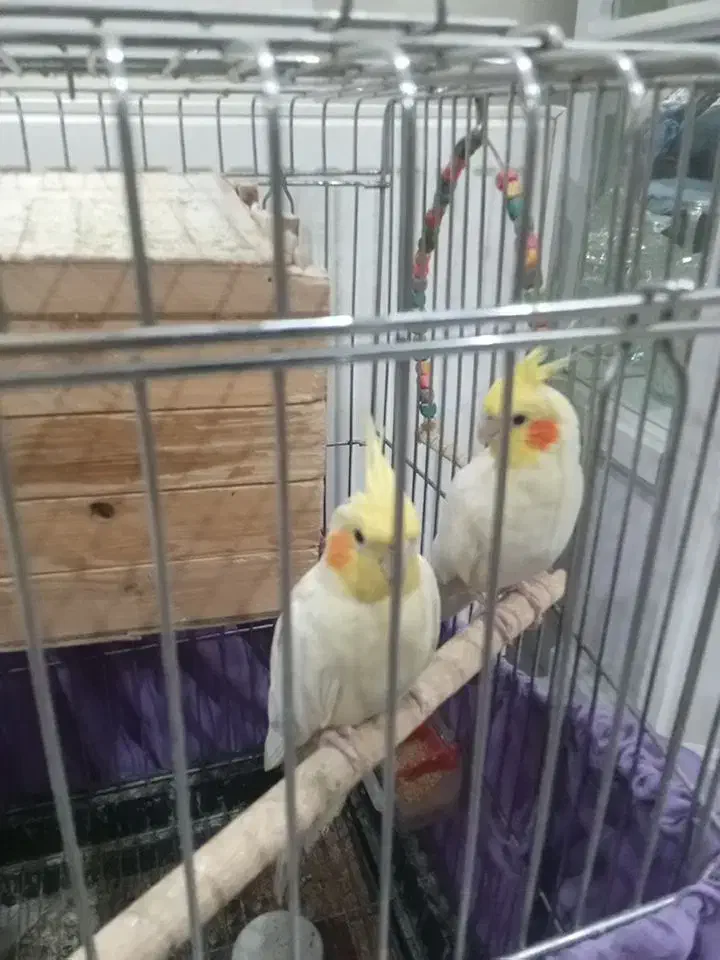 فروش یک جفت عروس هلندی آماده|پرنده|کرج, بنیاد|دیوار