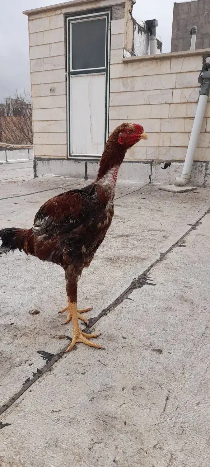 خروس و مرغ لاری|حیوانات مزرعه|اردبیل, |دیوار