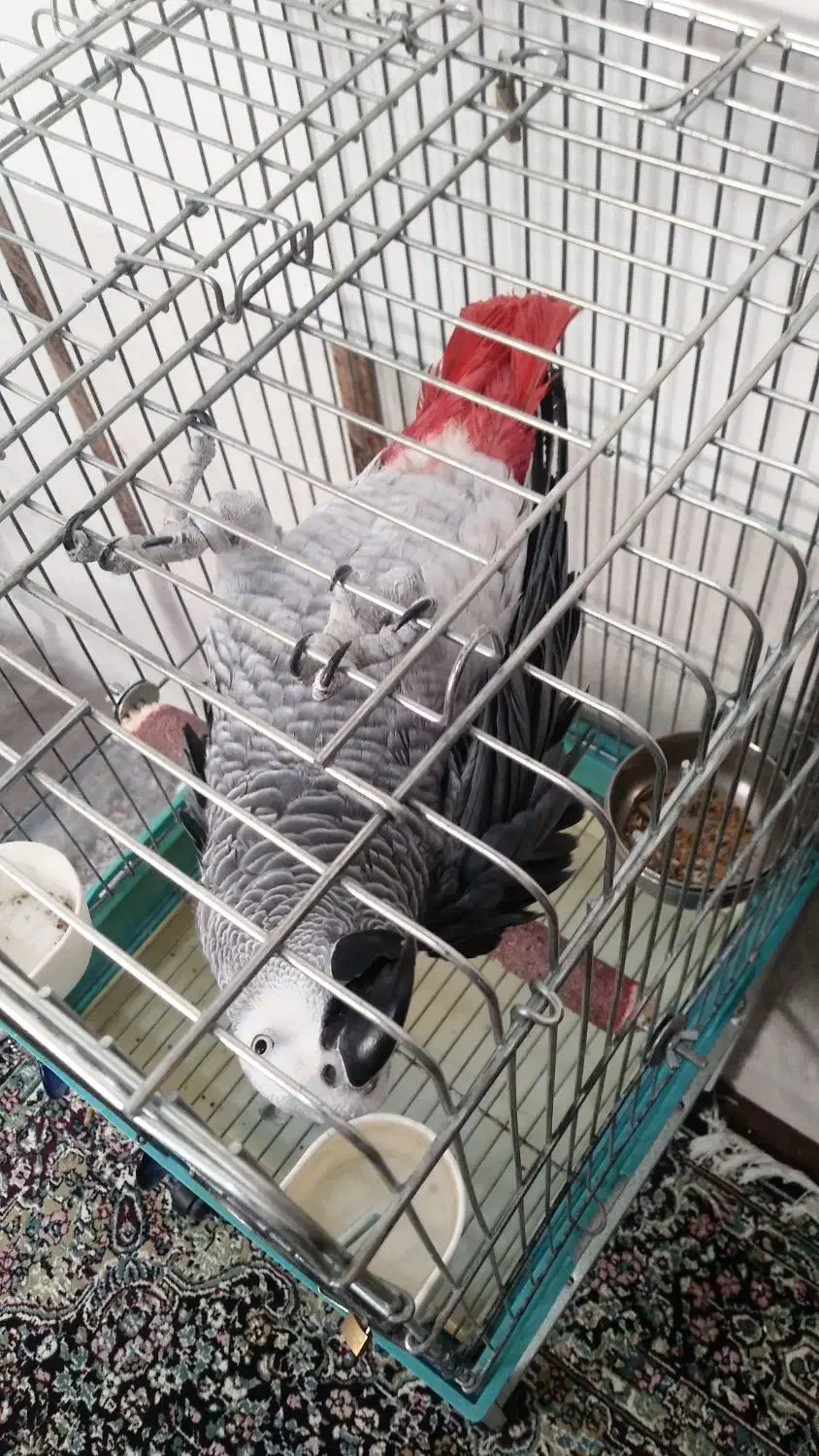 شاه کاسکو سخنگو دم قرمز|پرنده|زرند, |دیوار