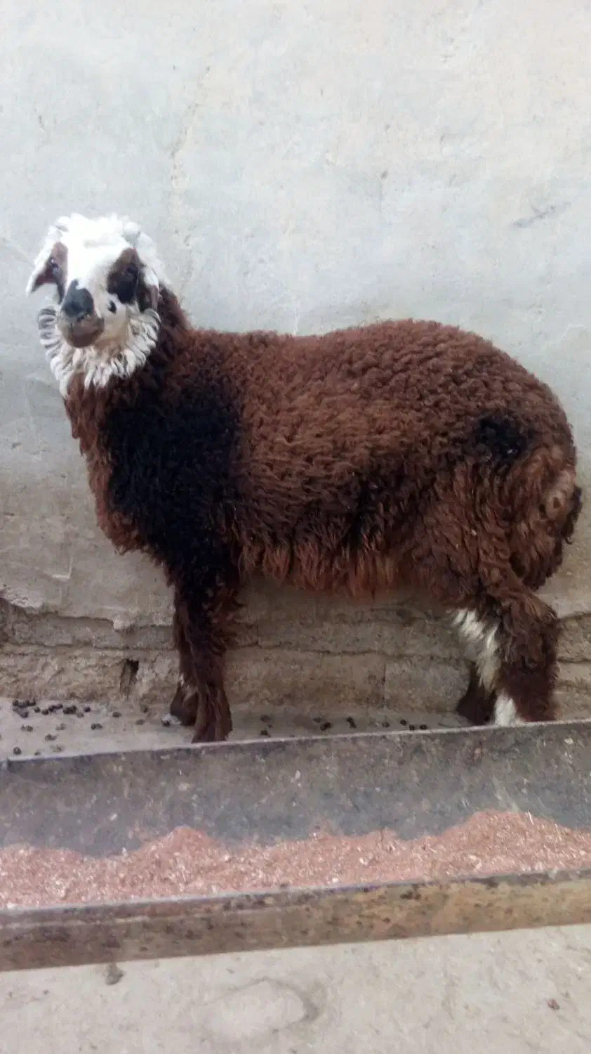 بره ماده|حیوانات مزرعه|هندیجان, |دیوار