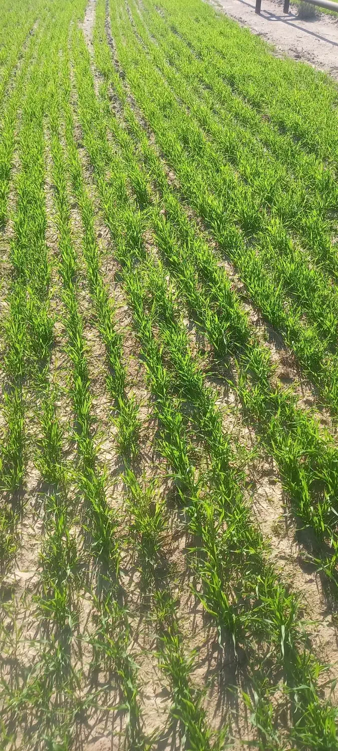 ۸۰هکتار زمین آماده کشت گندم بصورت مشارکت دادمیشود|خدمات باغبانی و درختکاری|اهواز, اهواز|دیوار