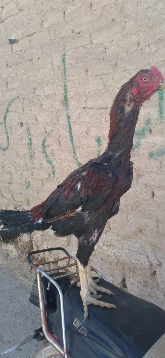 خروس لاری|حیوانات مزرعه|آذرشهر, |دیوار