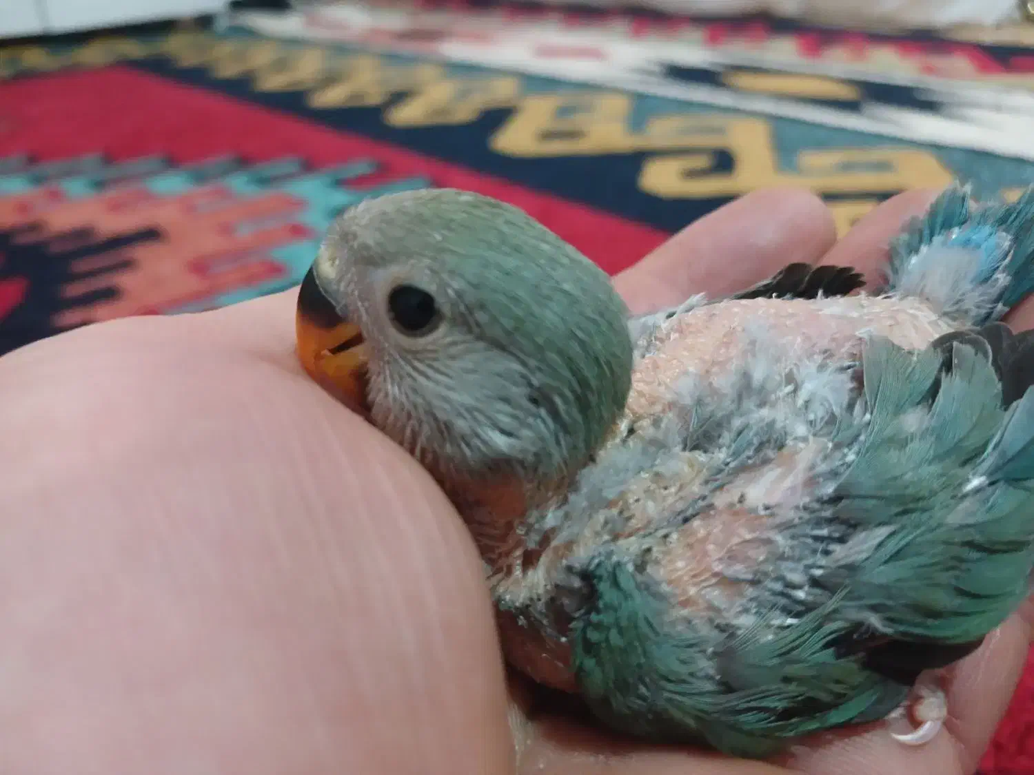 ‌‌طوطی‌برزیلی‌دستی|پرنده|الوند, |دیوار