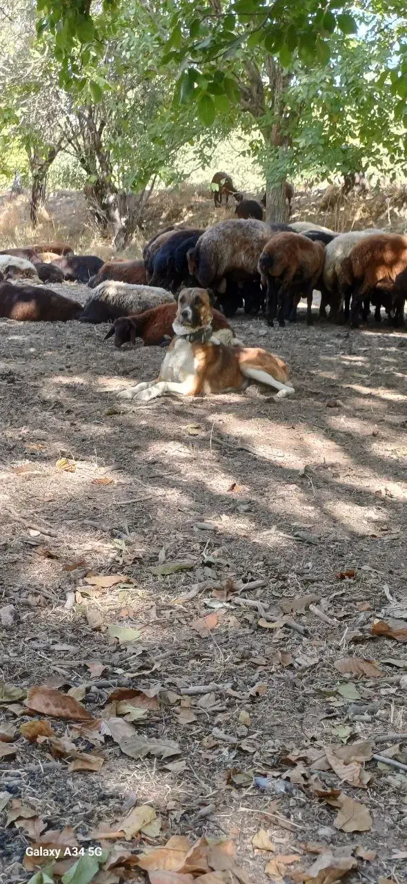 سگ گله نر|سگ|گلپایگان, |دیوار