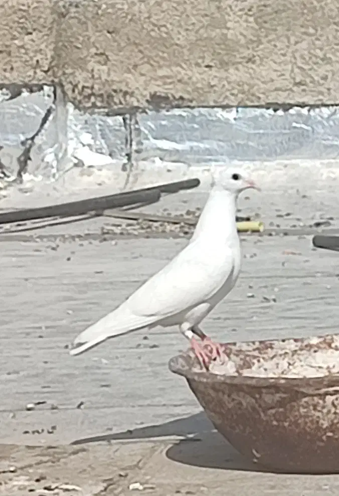 فروش کبوتر|پرنده|جهرم, |دیوار