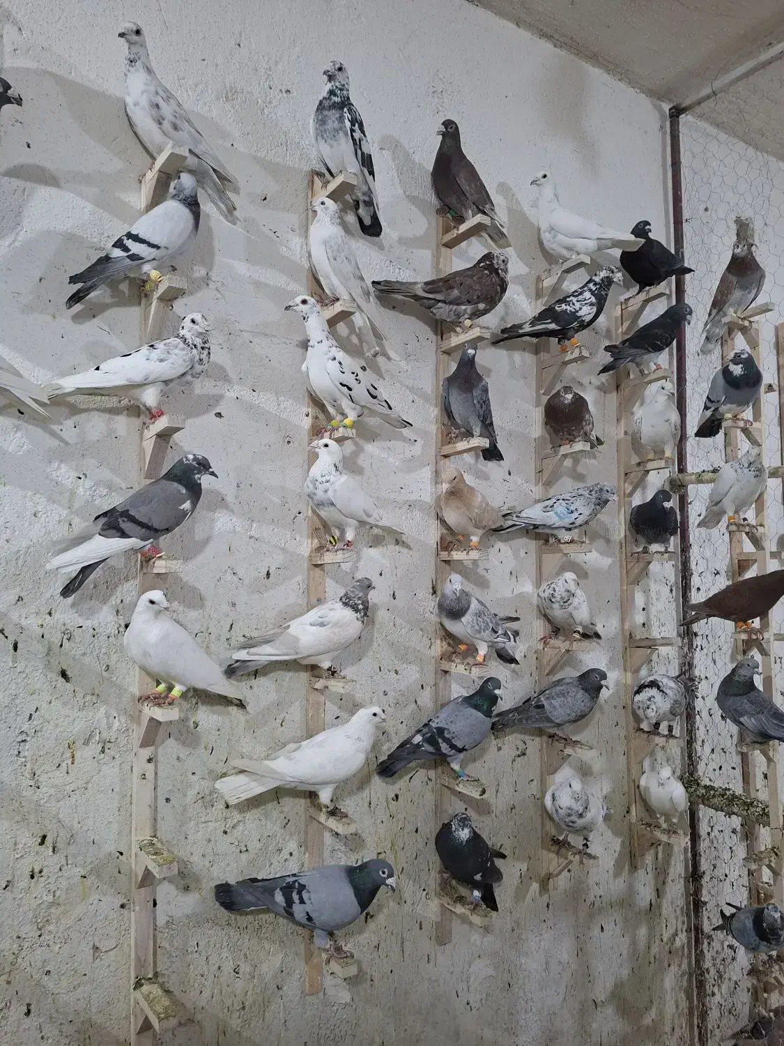 دورگ پلاکی رنگ روشن|پرنده|شیراز, شهرک گلها|دیوار