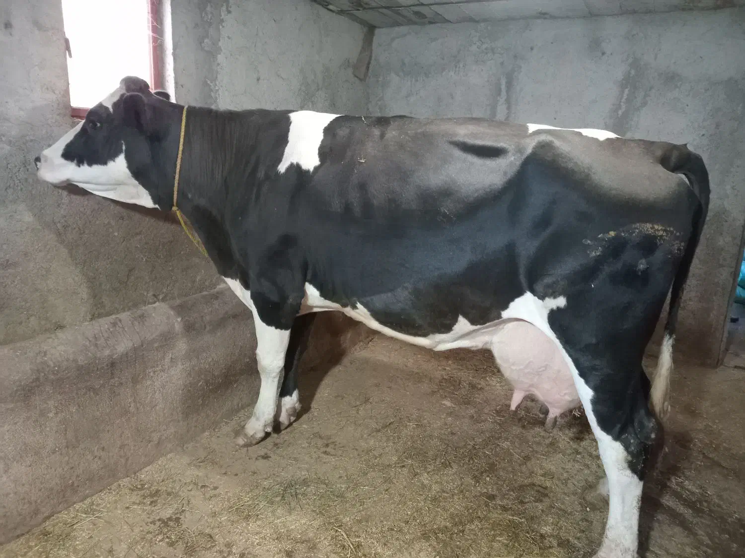 فروش|حیوانات مزرعه|جیرنده, |دیوار