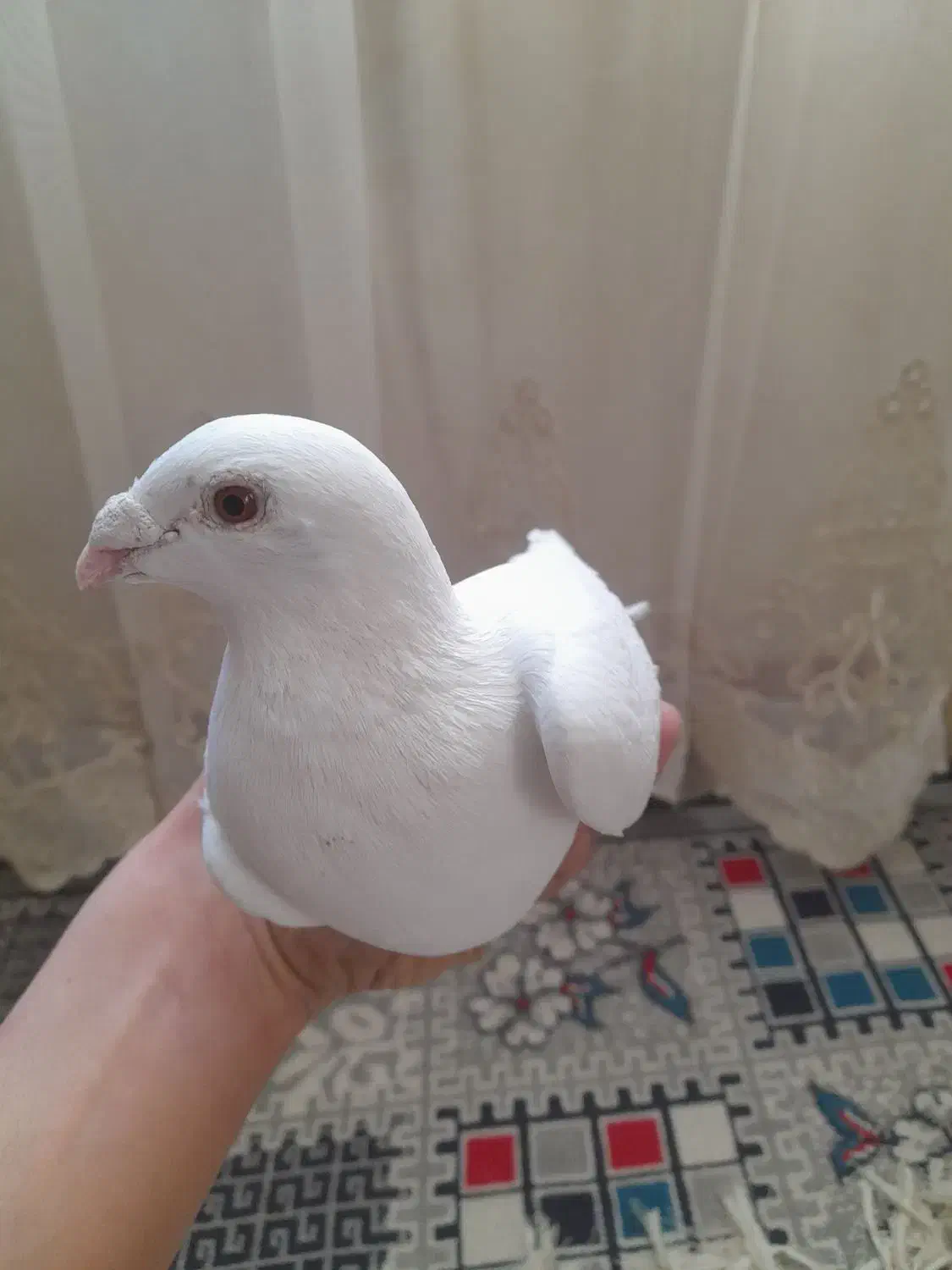 کفتر|پرنده|تربت‌حیدریه, منظر|دیوار