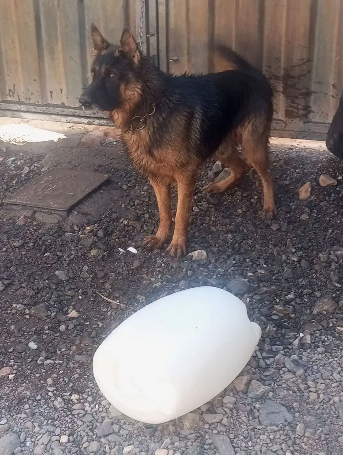 سگ ژرمن|سگ|بم, |دیوار