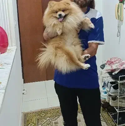 پامرانین نر(زیر قیمت)|سگ|بندر انزلی, ژاندارمری|دیوار