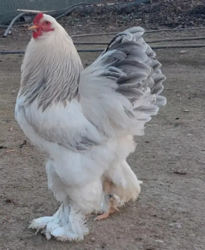 تخم مرغ خروس جوجه برهما لاری از نسل وارداتی اصیل|حیوانات مزرعه|رباط‌کریم, شترخوار|دیوار