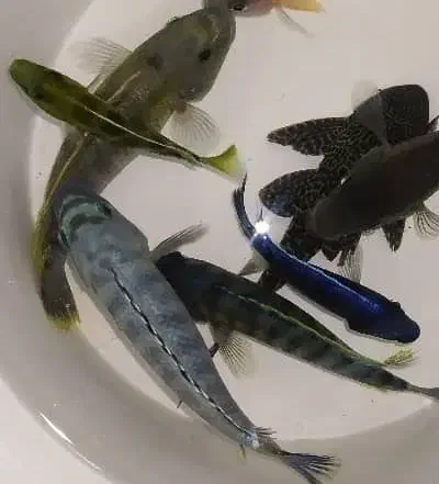 ماهی سیچلاید و ماکرو و اوراتوس مولد|ماهی|شیراز, کوشک میدان|دیوار