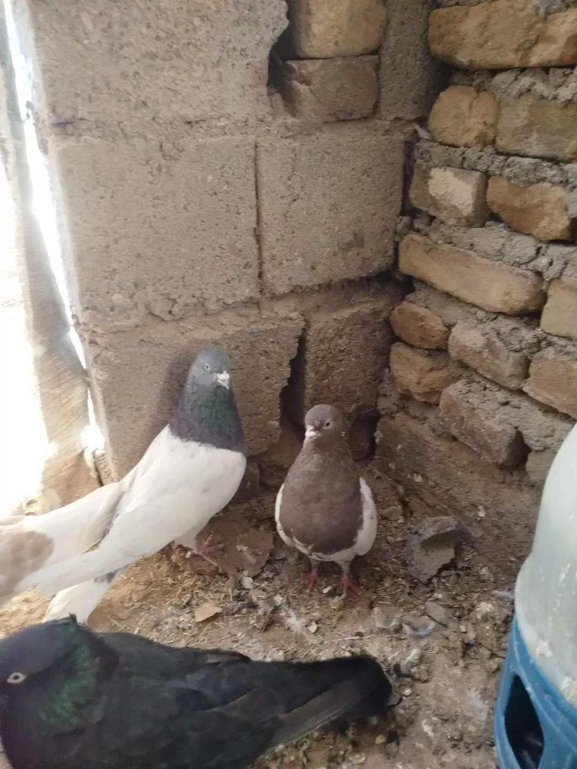 کبوتر کله ای|پرنده|فیروزآباد (آذربایجان), |دیوار