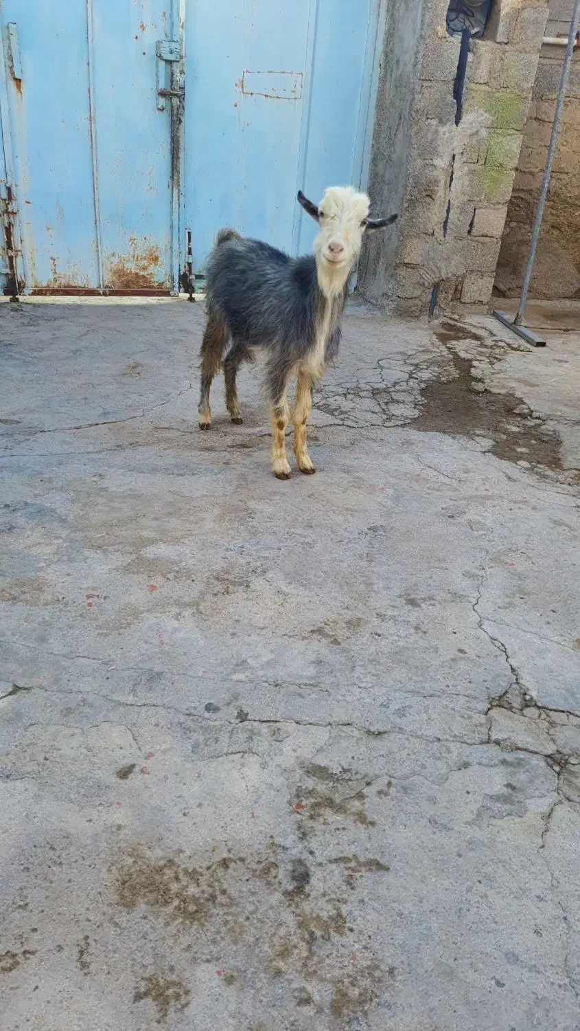 بزز|حیوانات مزرعه|کاکی, |دیوار