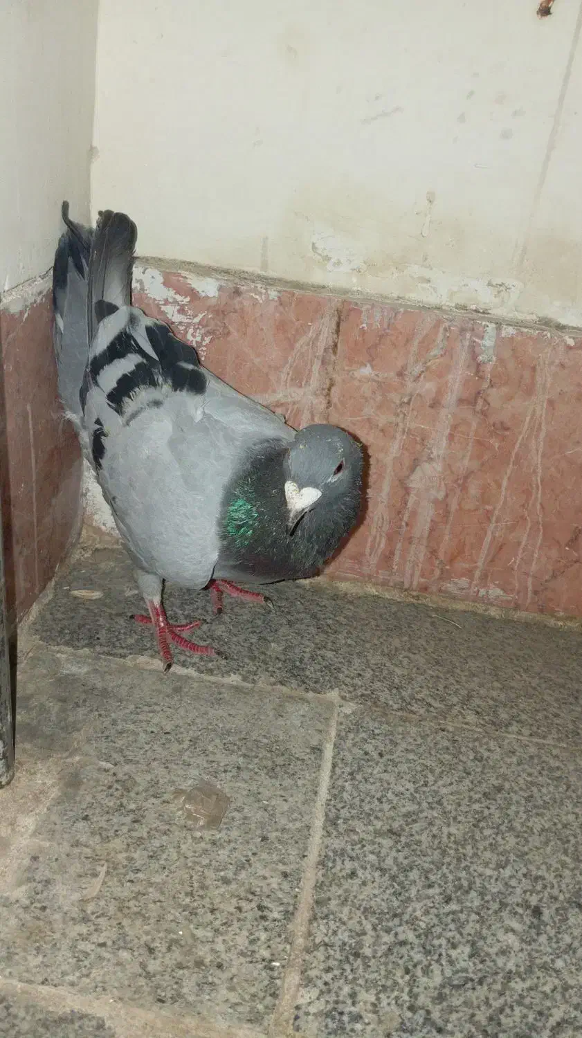 کفتر|پرنده|تایباد, |دیوار