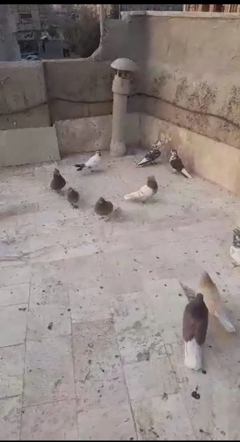 کفترسینماش دم سفید|حیوانات|قم, علی آباد سعدگان|دیوار