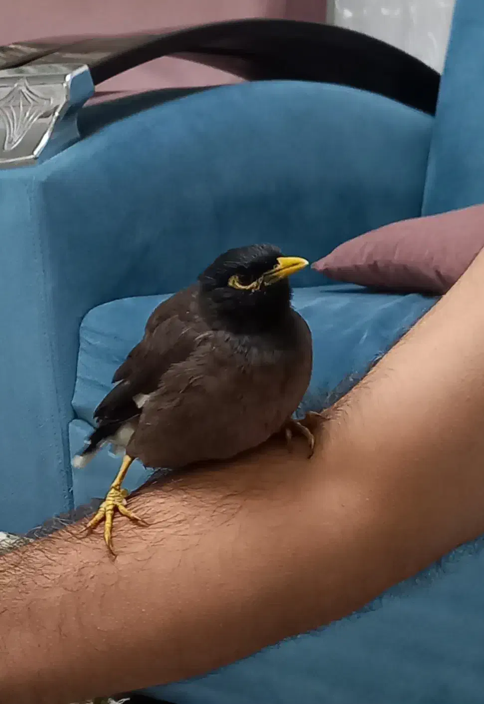 مرغ مینا|پرنده|فردیس, ثابتی|دیوار