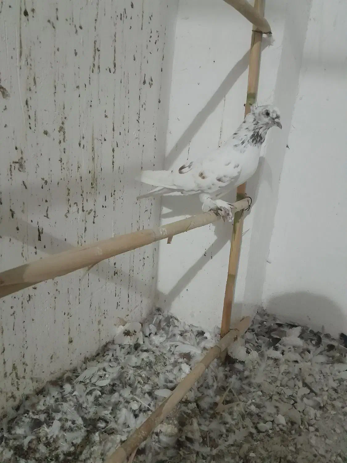 کبوتر کاکل|پرنده|قرق, |دیوار