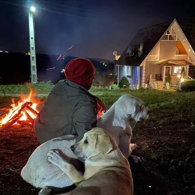 گوسفند گمشده|حیوانات|ارومیه, |دیوار