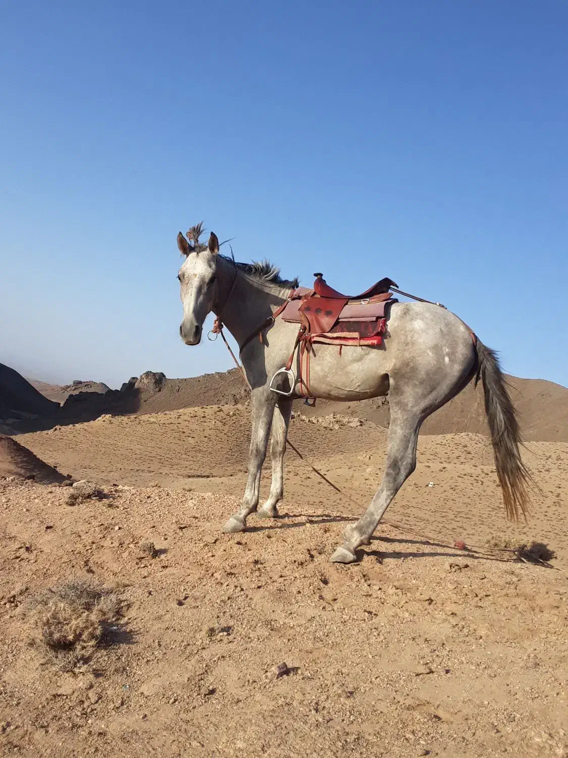 اسب سواری نریان ارام نجیب سال3|اسب و تجهیزات اسبسواری|تربت جام, شهید مدرس|دیوار