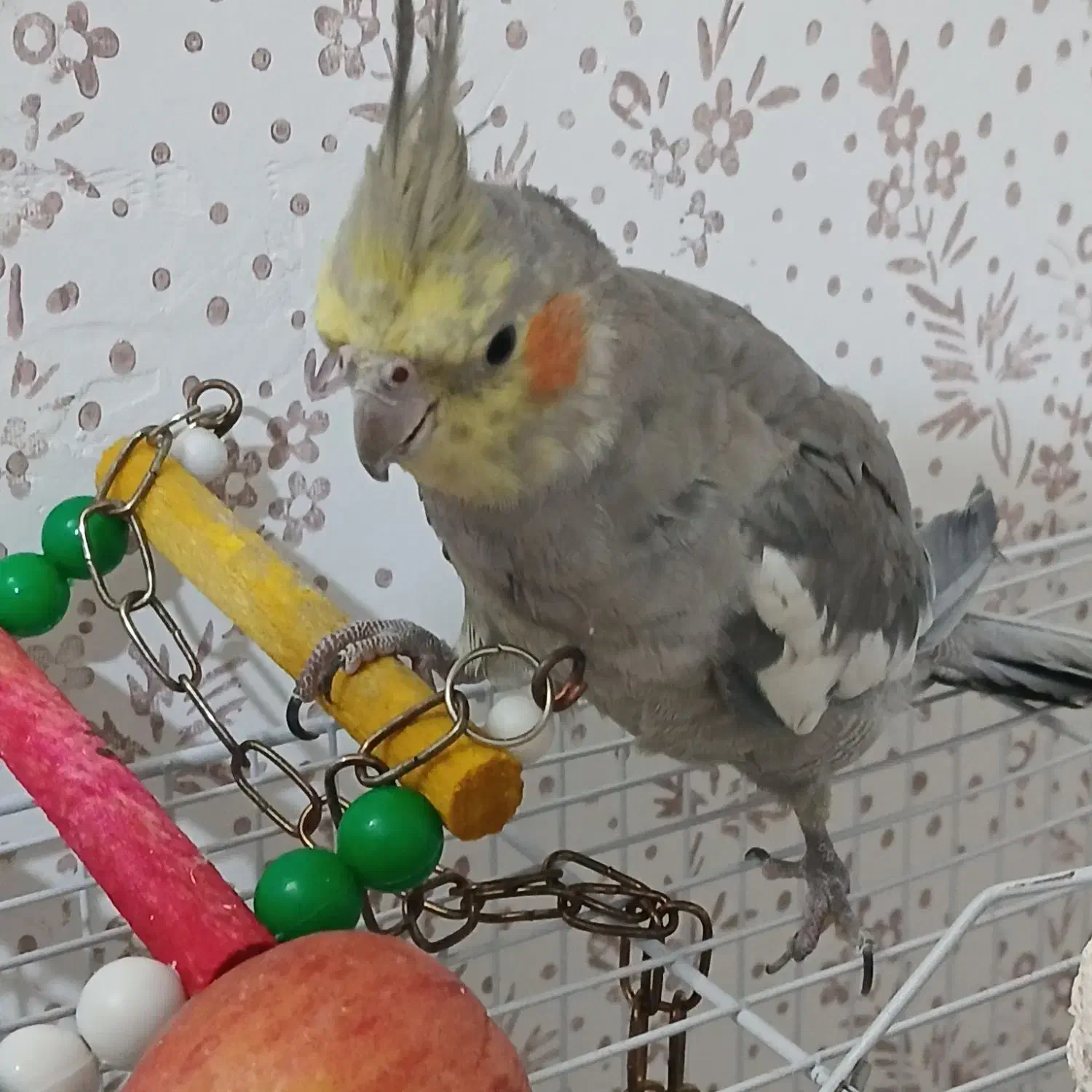 عروس هلندی|پرنده|مشهد, کشف|دیوار