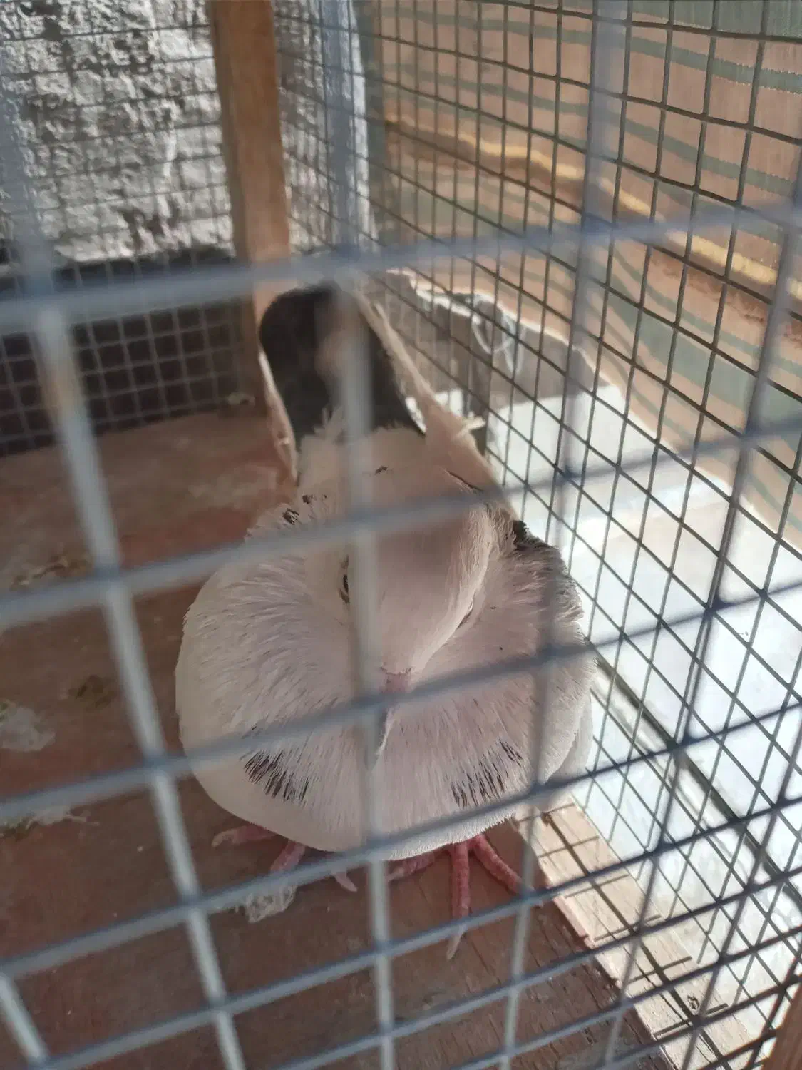 کفتر گمشده|حیوانات|ساوه, |دیوار