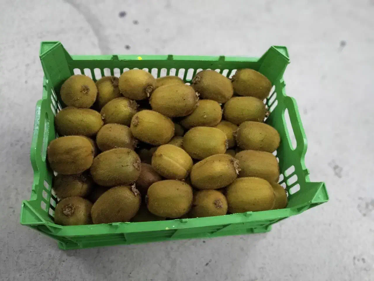 خریدار کیوی ریز و دوپهن|خدمات باغبانی و درختکاری|تنکابن, |دیوار