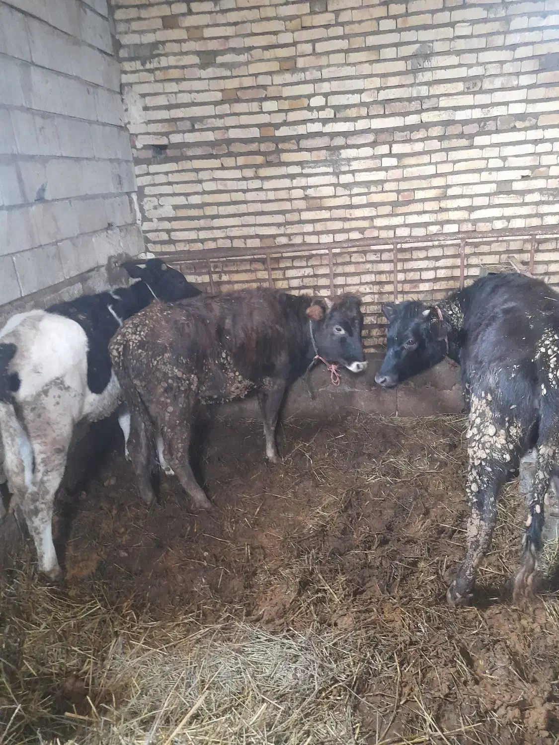 گوساله وگوسفند|حیوانات مزرعه|هریس, |دیوار