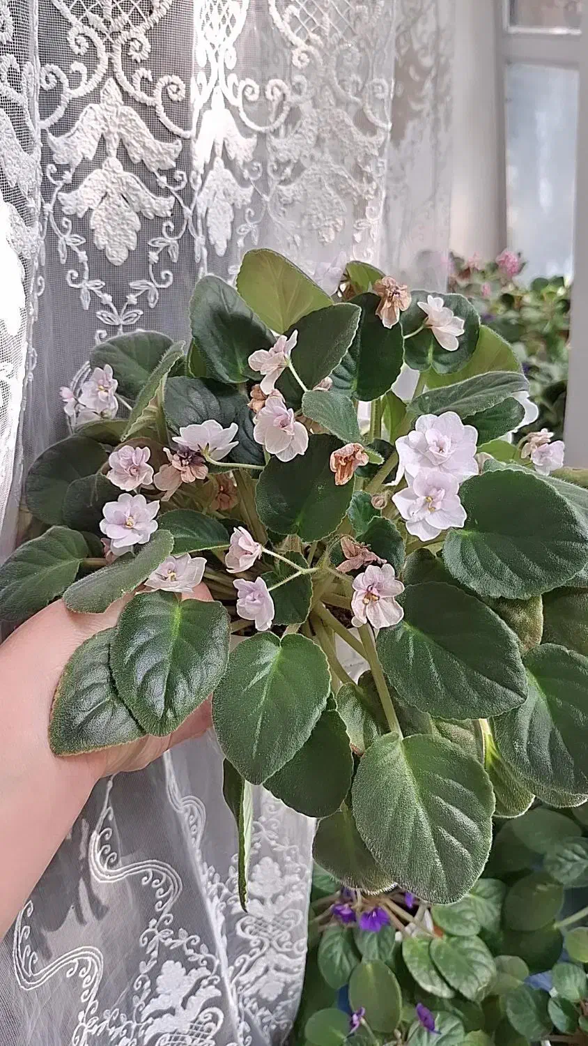 گمشده|اشیا|خوی, |دیوار