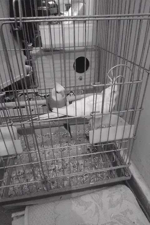 باسلام عروس هلندی مولد وسه عدد تخم|پرنده|ری, شهادت|دیوار