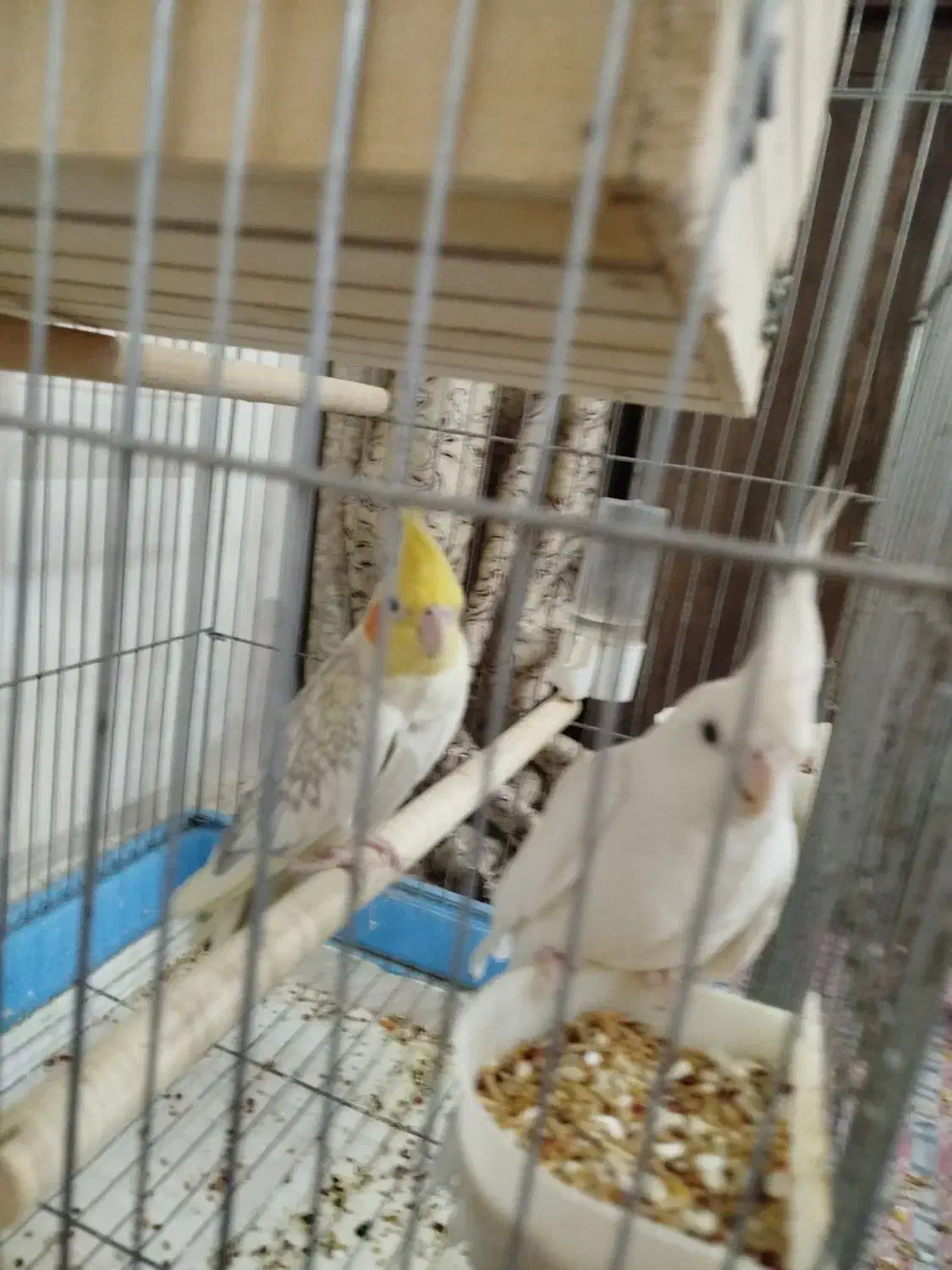 عروس هلندی|پرنده|بندر امام خمینی, |دیوار