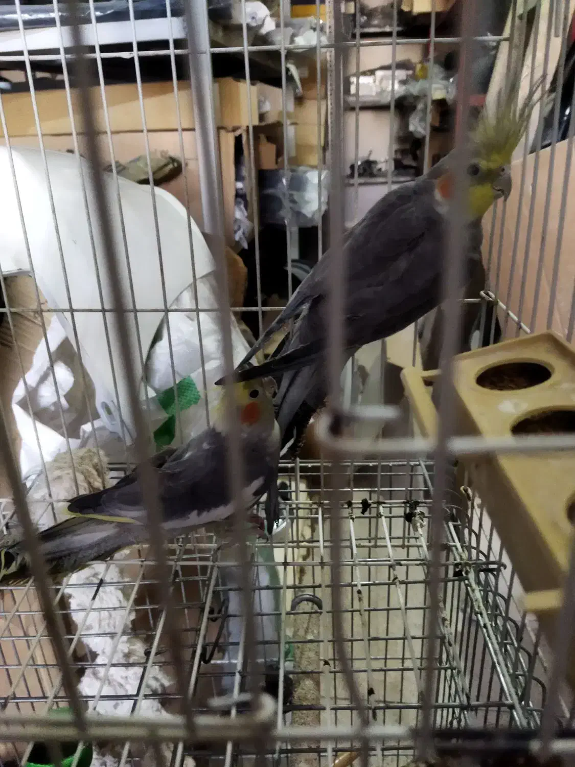 عروس هلندی|پرنده|پاکدشت, حصار امیر|دیوار