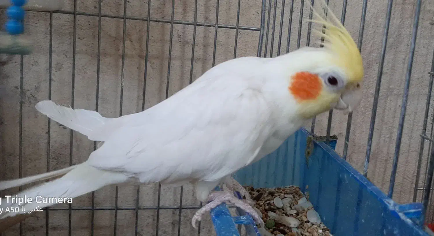 یک جفت عروس هلندی|پرنده|تفت, |دیوار