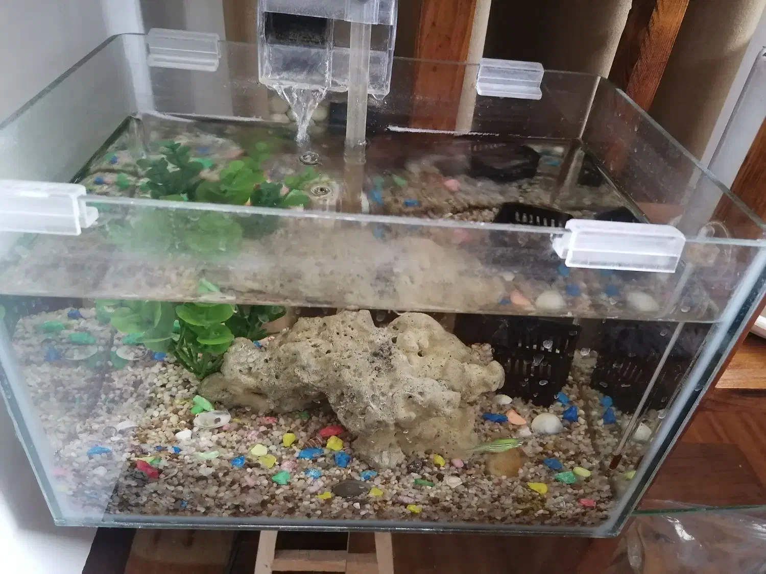 آکواریوم شرکتی|ماهی|قم, مسجد امام حسن|دیوار