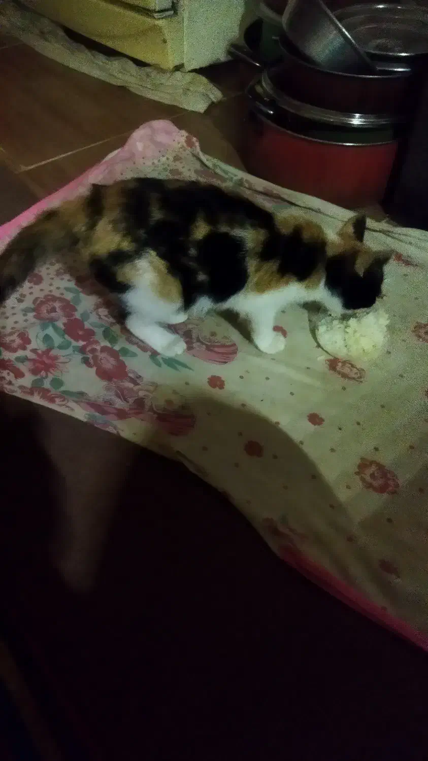 واگذاری بچه گربه|گربه|لشت نشا, |دیوار