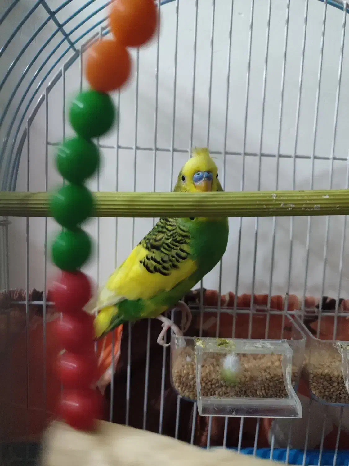 پرنده مرغ عشق|پرنده|رشت, جماران|دیوار