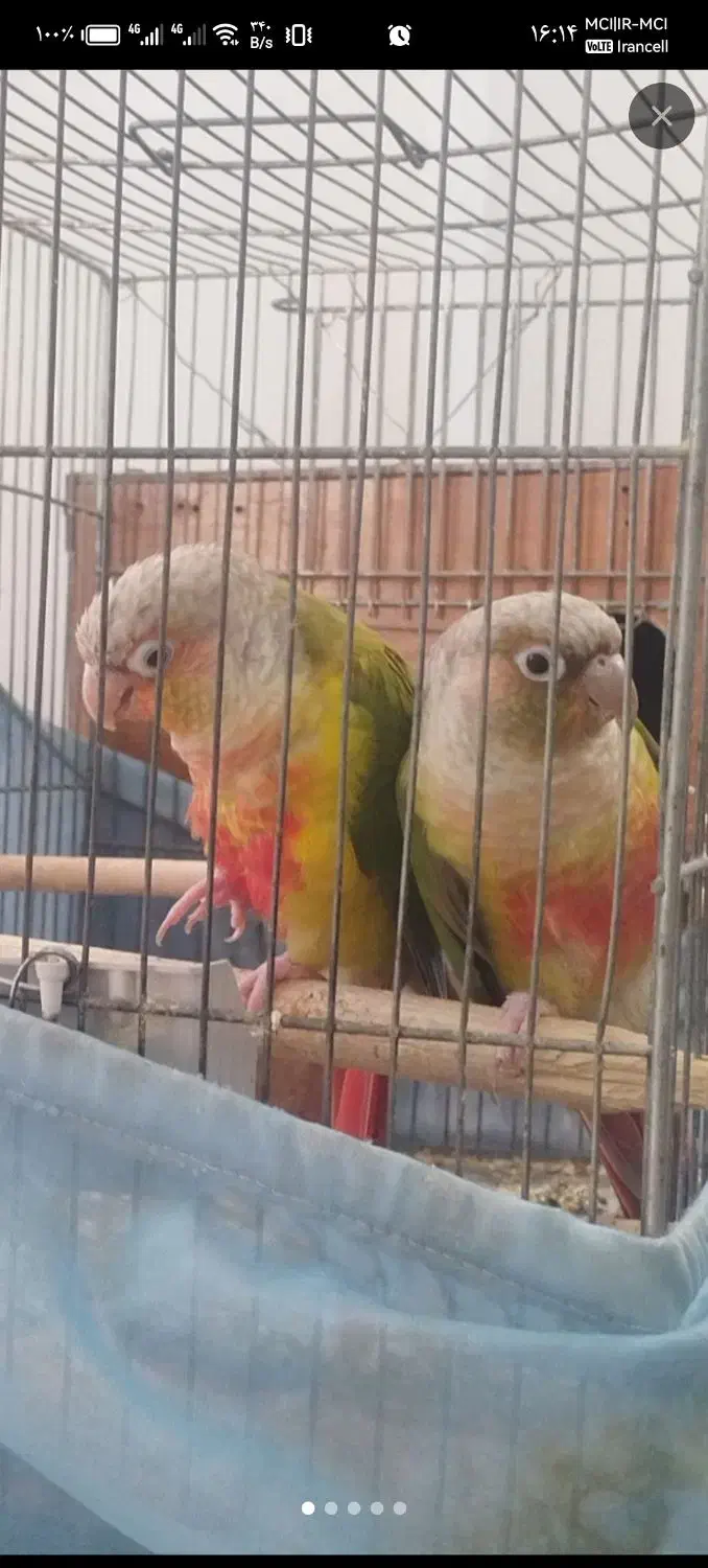 گرینچیک گرین چیک جفت با تعیین جنسیت|پرنده|قم, بنیاد|دیوار