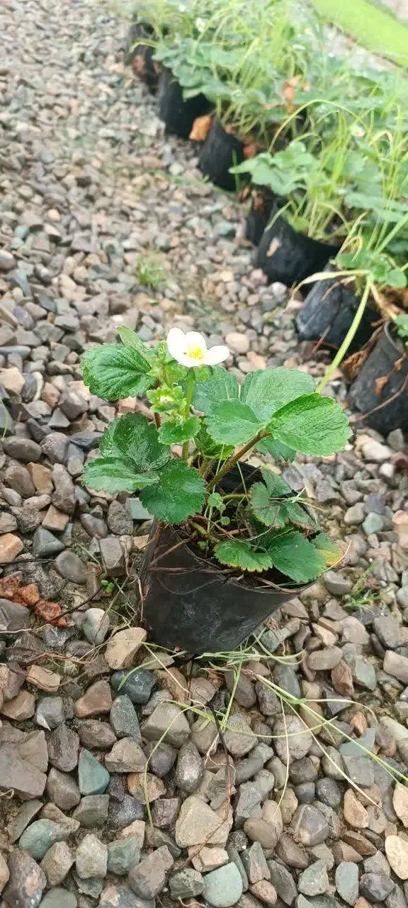 نشاتوت فرنگی|گل و گیاه طبیعی|شیراز, حومه شیراز|دیوار