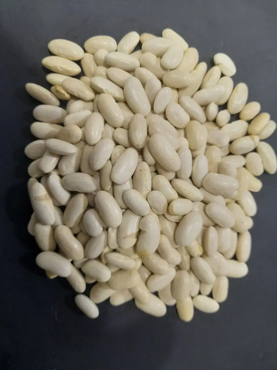 لوبیا سفید سورتی|خوردنی و آشامیدنی|کاشان, ملا حبیب‌الله شریف|دیوار