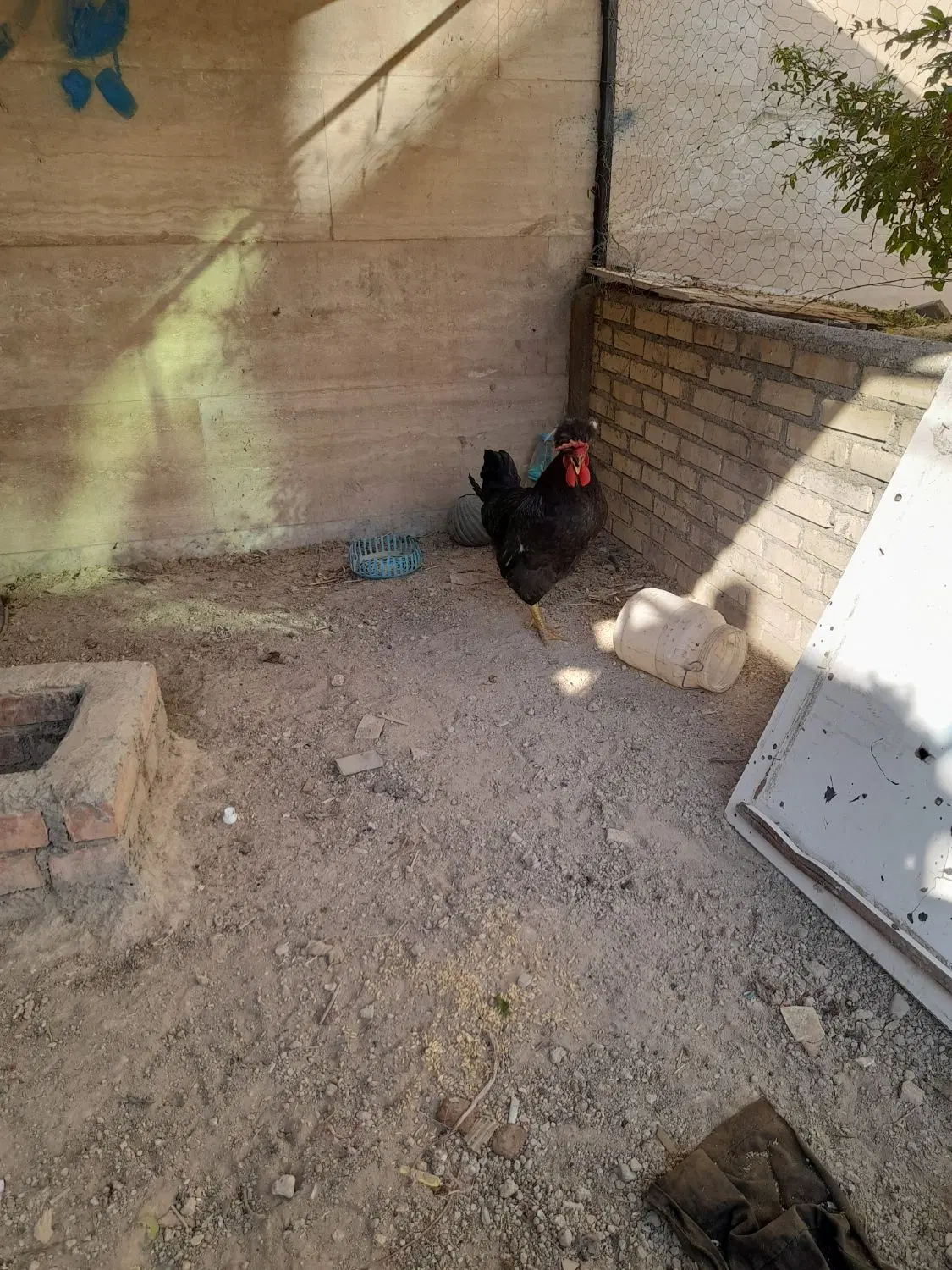 خروس|حیوانات مزرعه|گلستان (تهران), |دیوار