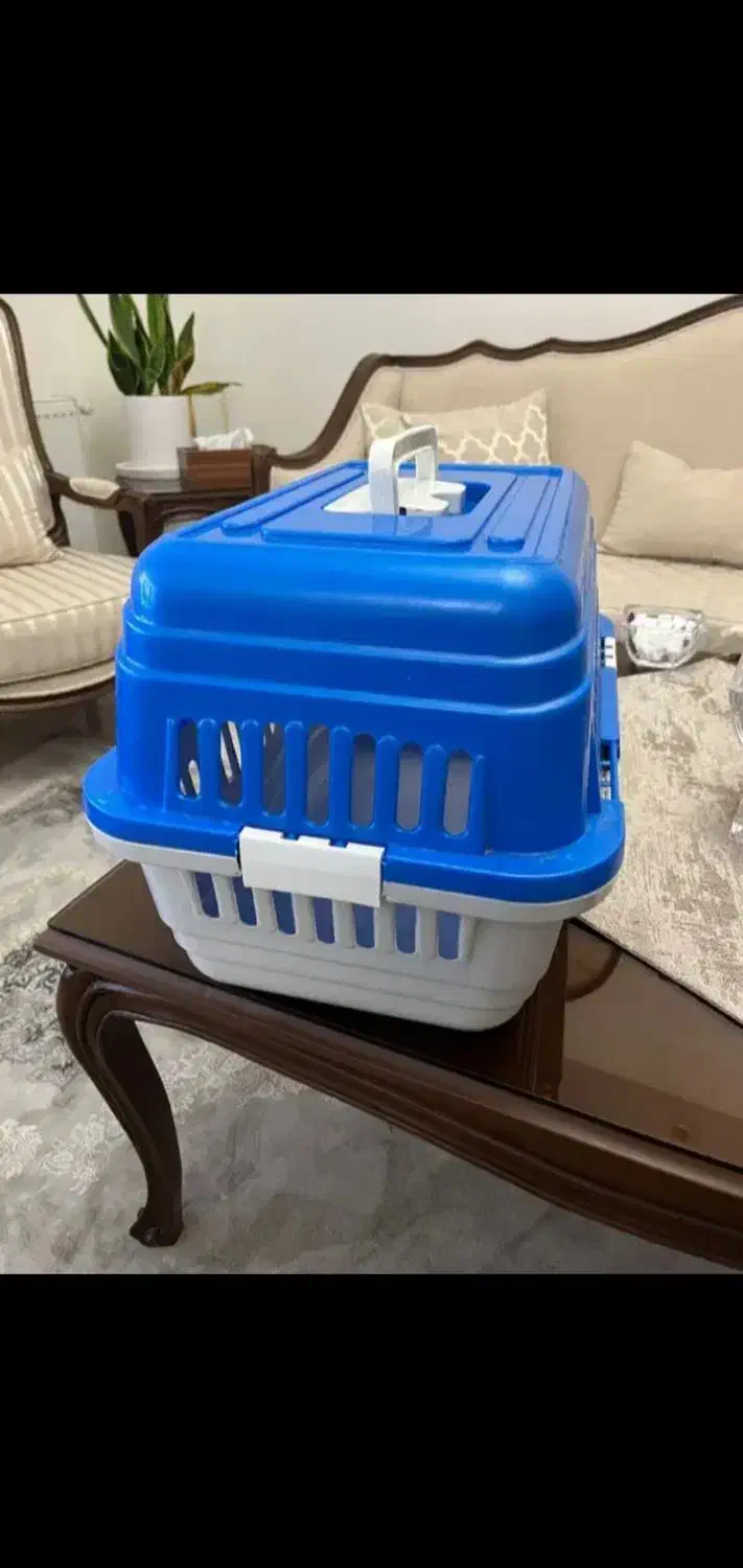 گربه ناز خونگی|گربه|سیرجان, |دیوار