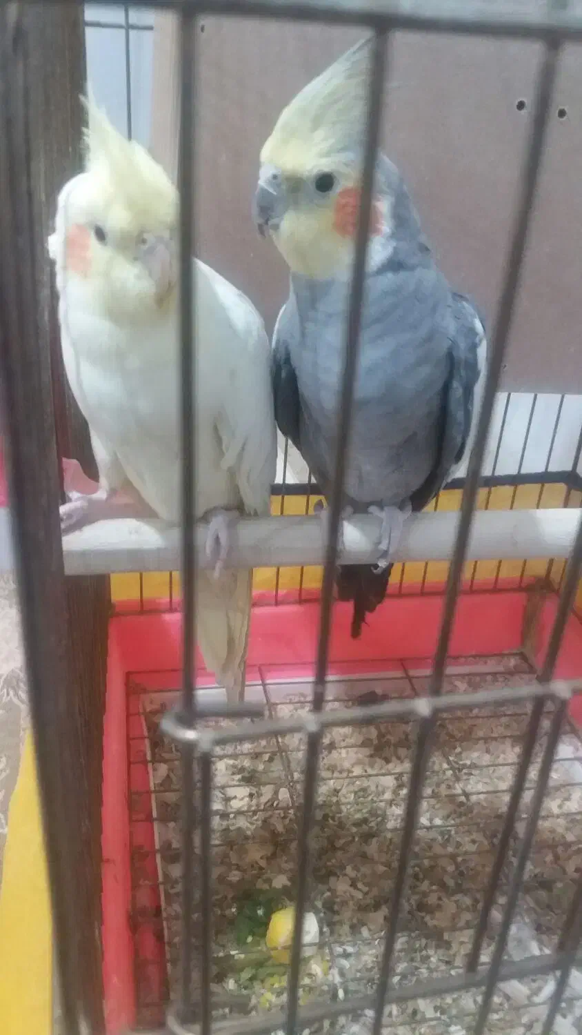 عروس هلندی|پرنده|ملایر, |دیوار